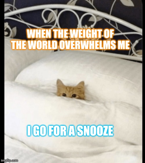 WHEN THE WEIGHT OF THE WORLD OVERWHELMS ME; I GO FOR A SNOOZE | image tagged in cute kittens | made w/ Imgflip meme maker