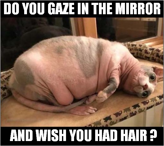 Feeling The Cold ? | DO YOU GAZE IN THE MIRROR; AND WISH YOU HAD HAIR ? | image tagged in cats,hairless,song lyrics | made w/ Imgflip meme maker