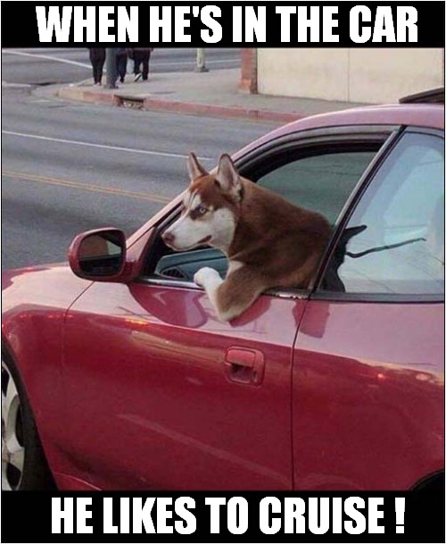 One 'Cool' Husky ! | WHEN HE'S IN THE CAR; HE LIKES TO CRUISE ! | image tagged in dogs,husky,cool,cruising | made w/ Imgflip meme maker