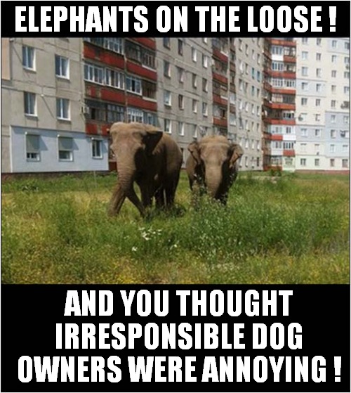 Careful Where You Walk ! | ELEPHANTS ON THE LOOSE ! AND YOU THOUGHT IRRESPONSIBLE DOG OWNERS WERE ANNOYING ! | image tagged in elephants,droppings | made w/ Imgflip meme maker