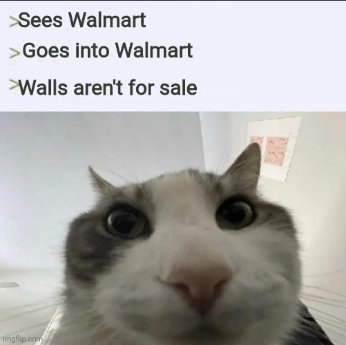 Cat looks inside | Sees Walmart; Goes into Walmart; Walls aren't for sale | image tagged in cat looks inside,shitpost,msmg,oh wow are you actually reading these tags | made w/ Imgflip meme maker