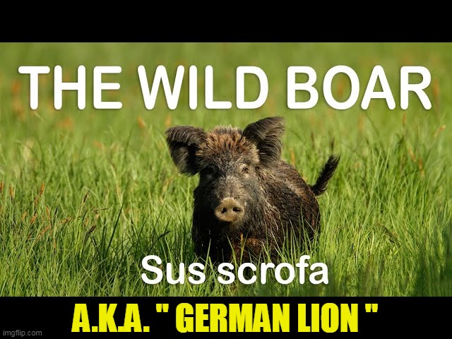THE GERMAN LIONESS | A.K.A. " GERMAN LION " | image tagged in game | made w/ Imgflip meme maker