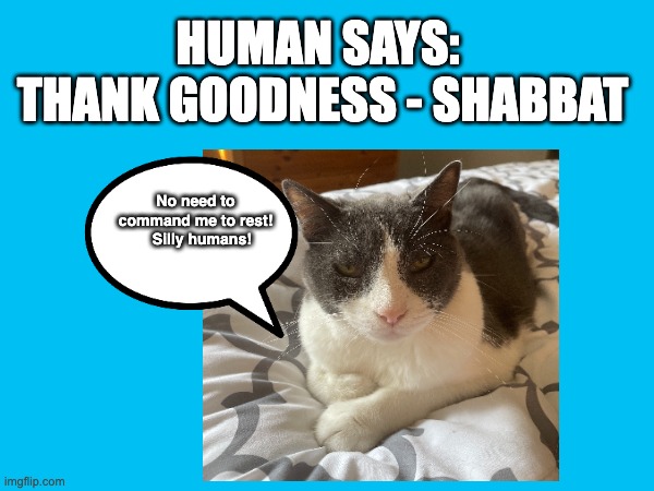 Shabbat - Cat Commentary | HUMAN SAYS:  THANK GOODNESS - SHABBAT; No need to command me to rest!    Silly humans! | image tagged in shabbat,cute cat | made w/ Imgflip meme maker