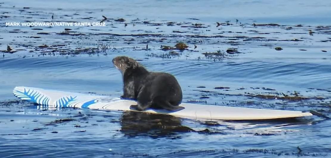 otter surfboard Blank Meme Template