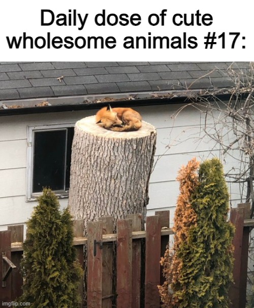 One word: AWWWWWWWWWW | Daily dose of cute wholesome animals #17: | made w/ Imgflip meme maker