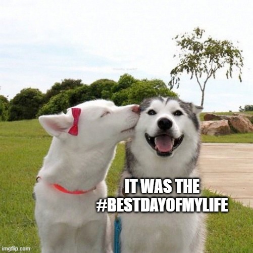 husky | IT WAS THE
#BESTDAYOFMYLIFE | image tagged in husky | made w/ Imgflip meme maker