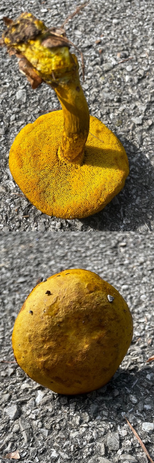 This is a butter foot bolete | image tagged in mushrooms | made w/ Imgflip meme maker