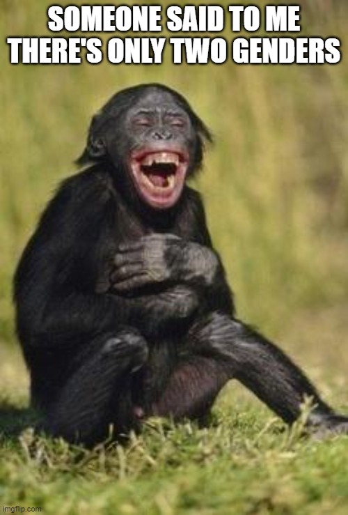 Laughing monkey | SOMEONE SAID TO ME THERE'S ONLY TWO GENDERS | image tagged in laughing monkey | made w/ Imgflip meme maker