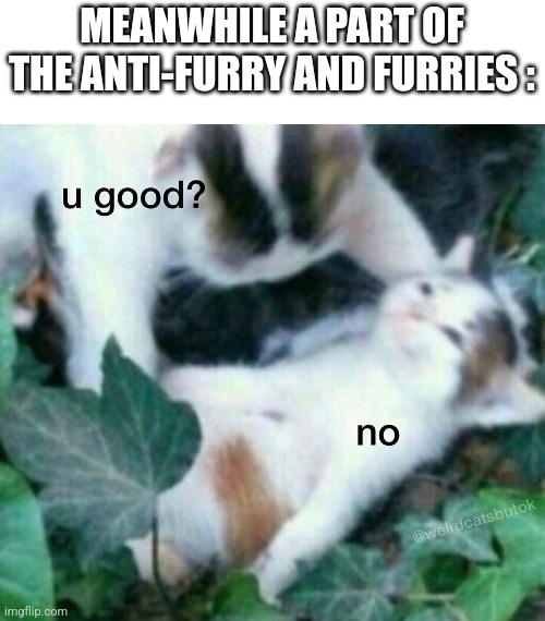 u good? no | MEANWHILE A PART OF THE ANTI-FURRY AND FURRIES : | image tagged in u good no | made w/ Imgflip meme maker