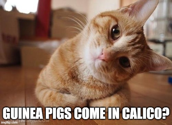 Curious Question Cat | GUINEA PIGS COME IN CALICO? | image tagged in curious question cat | made w/ Imgflip meme maker