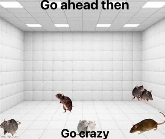 crazy i was crazy once rubber room a rubber room with rats and