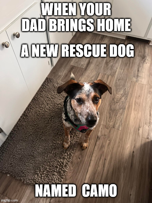 Camo the dog,  I know he  was  just   here... | WHEN YOUR DAD BRINGS HOME; A NEW RESCUE DOG; NAMED  CAMO | image tagged in dog   camo  dog | made w/ Imgflip meme maker