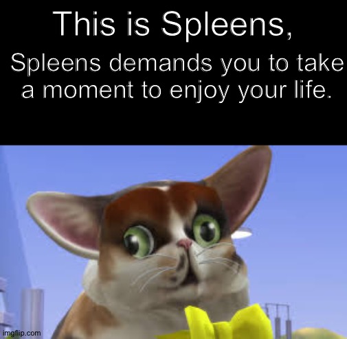 SpleensTheCat | This is Spleens, Spleens demands you to take a moment to enjoy your life. | image tagged in spleensthecat | made w/ Imgflip meme maker