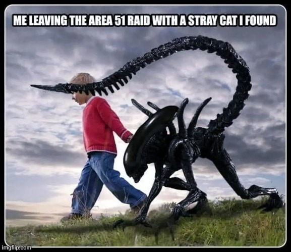 Area 51: Here Kitty Kitty | image tagged in aliens | made w/ Imgflip meme maker