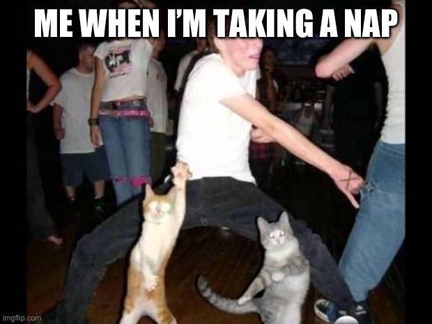 Party hard cat | ME WHEN I’M TAKING A NAP | image tagged in party hard cat | made w/ Imgflip meme maker