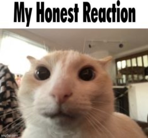 my honest reaction cat | image tagged in my honest reaction cat | made w/ Imgflip meme maker