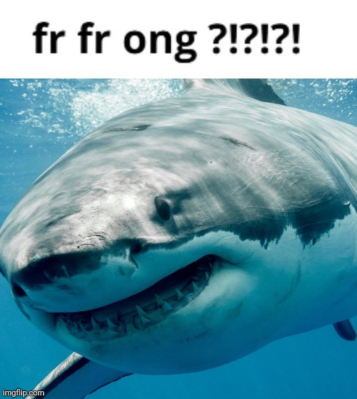 fr fr ong shark | image tagged in fr fr ong shark | made w/ Imgflip meme maker