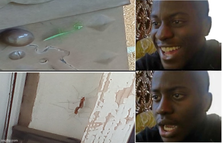What I saw this afternoon | image tagged in disappointed black guy,insects,fun,praying mantis,spider | made w/ Imgflip meme maker
