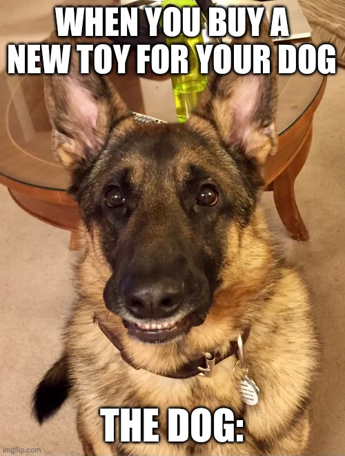 WHEN YOU BUY A NEW TOY FOR YOUR DOG; THE DOG: | made w/ Imgflip meme maker