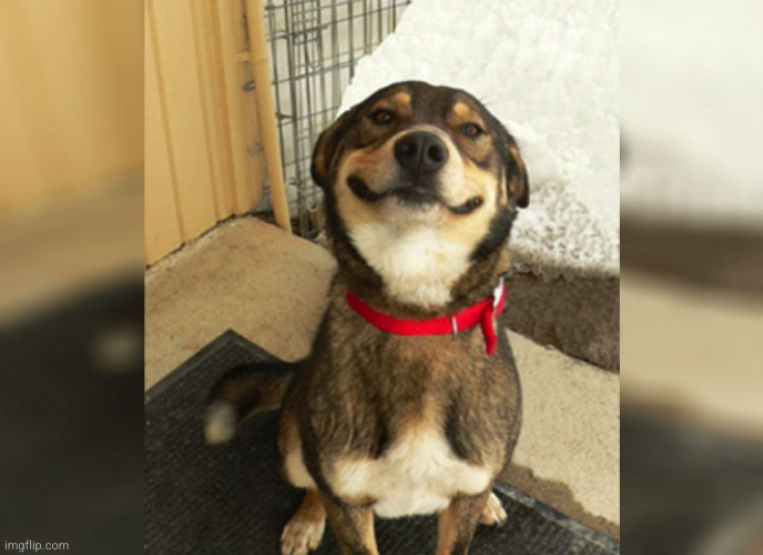 Proud Dog | image tagged in proud dog | made w/ Imgflip meme maker