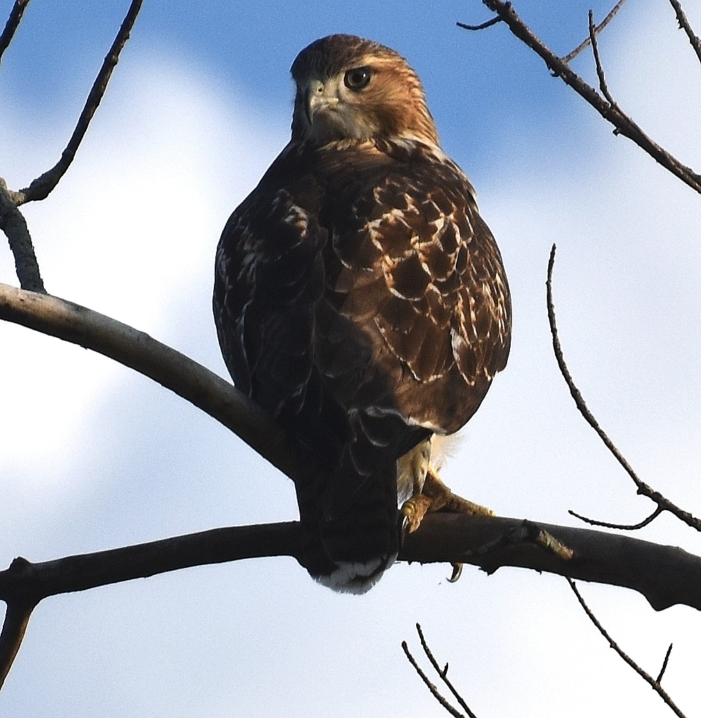 A red tailed Hawk in a tree across the street from my house. | image tagged in kewlew,nikon,red tailed hawk | made w/ Imgflip meme maker