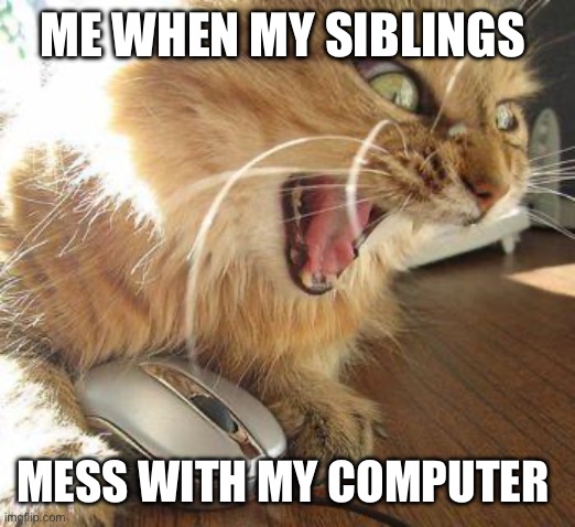Can anyone relate | ME WHEN MY SIBLINGS; MESS WITH MY COMPUTER | image tagged in angry cat | made w/ Imgflip meme maker