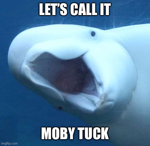 suprised beluga whale | LET’S CALL IT MOBY TUCK | image tagged in suprised beluga whale | made w/ Imgflip meme maker