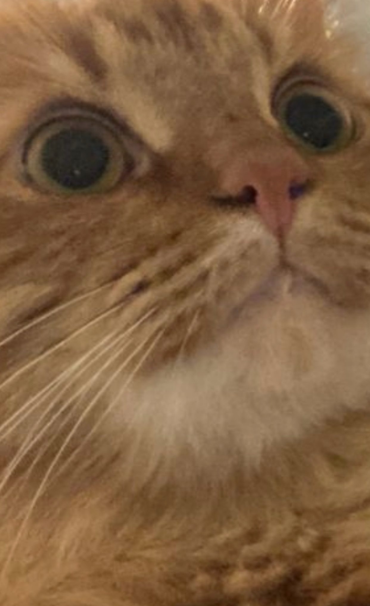 High Quality Shocked Orange Cat Blank Meme Template