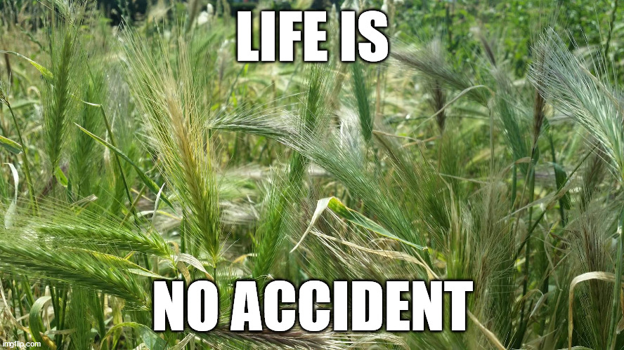 LIFE IS; NO ACCIDENT | image tagged in life | made w/ Imgflip meme maker