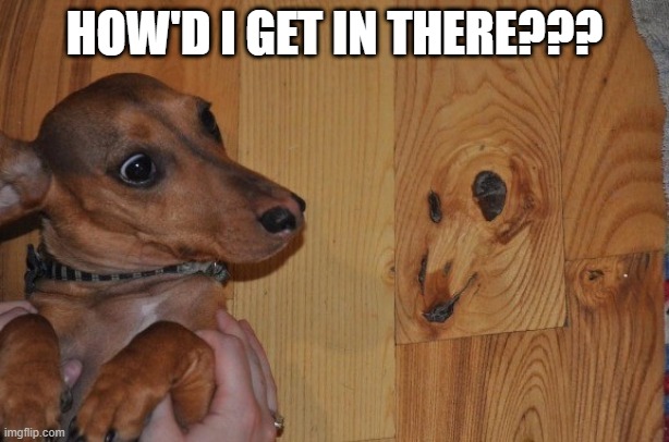 Trapped | HOW'D I GET IN THERE??? | image tagged in funny dog | made w/ Imgflip meme maker