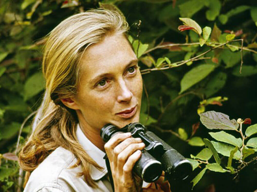 High Quality Jane Goodall Blank Meme Template