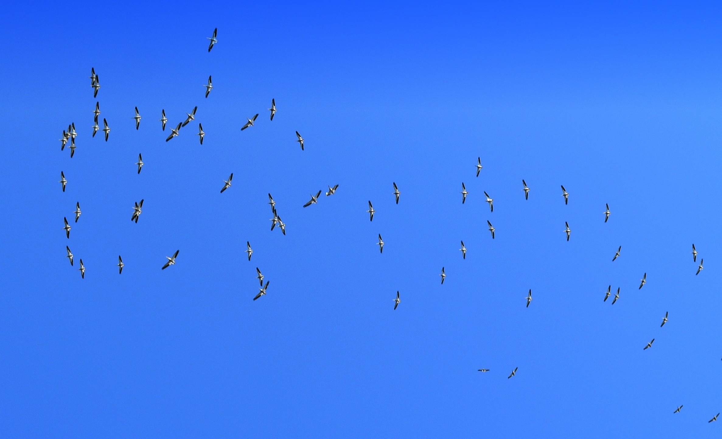 A squadron of pelicans far above my house. | image tagged in pelicans,kewlew,nikon | made w/ Imgflip meme maker