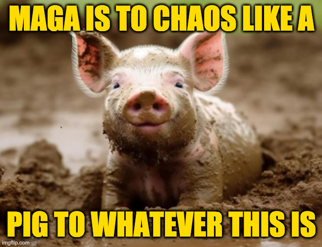 Happiness is... | MAGA IS TO CHAOS LIKE A; PIG TO WHATEVER THIS IS | image tagged in pig,memes,maga | made w/ Imgflip meme maker