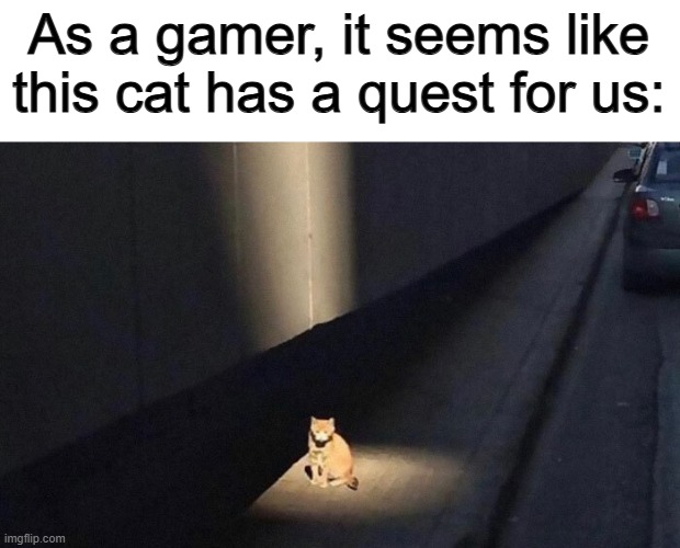 The quest might be to get fish for her... typical request from a cat ^-^ | As a gamer, it seems like this cat has a quest for us: | image tagged in wolf of wall street | made w/ Imgflip meme maker