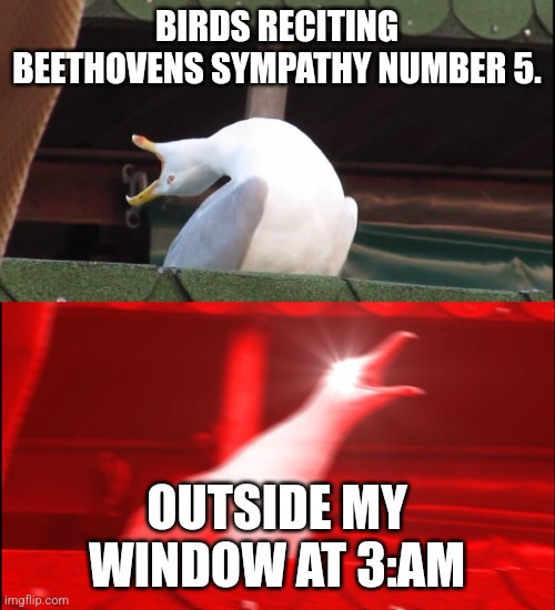 Screaming bird | BIRDS RECITING BEETHOVENS SYMPATHY NUMBER 5. OUTSIDE MY WINDOW AT 3:AM | image tagged in screaming bird | made w/ Imgflip meme maker