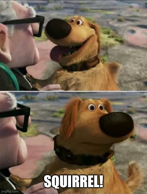 distracted by squirrel | SQUIRREL! | image tagged in distracted by squirrel | made w/ Imgflip meme maker