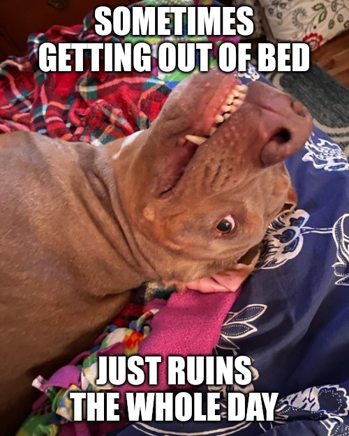 So Tired | SOMETIMES GETTING OUT OF BED; JUST RUINS THE WHOLE DAY | image tagged in johnny hollywood,true story,funny because it's true,dogs,funny memes | made w/ Imgflip meme maker