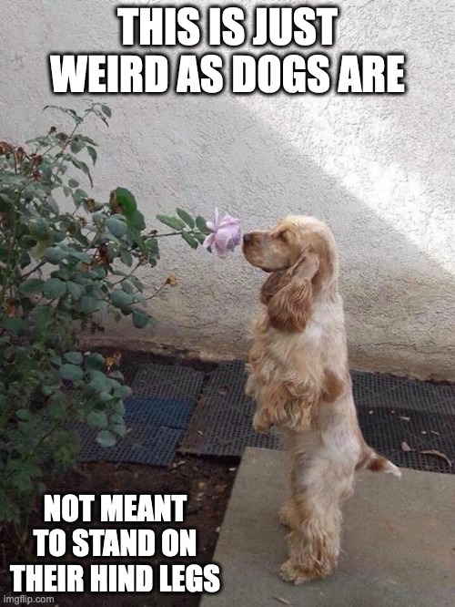 Dog Sniffing Flower On Hind Legs | THIS IS JUST WEIRD AS DOGS ARE; NOT MEANT TO STAND ON THEIR HIND LEGS | image tagged in dogs,flower,memes | made w/ Imgflip meme maker