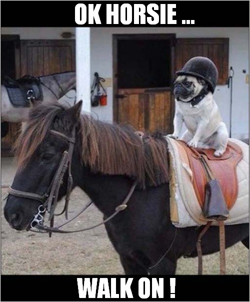 Doggy Riding Lessons ! | OK HORSIE ... WALK ON ! | image tagged in dogs,horse,riding,lesson | made w/ Imgflip meme maker