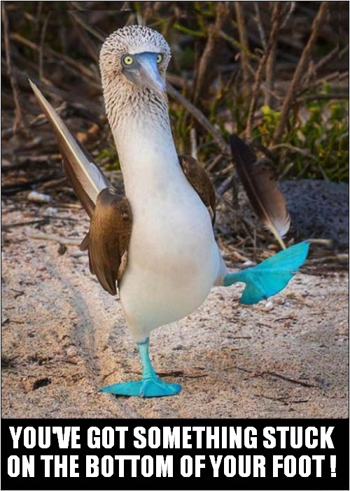 A Blue Footed Booby ! | YOU'VE GOT SOMETHING STUCK ON THE BOTTOM OF YOUR FOOT ! | image tagged in birds,blue,feathers,foot | made w/ Imgflip meme maker