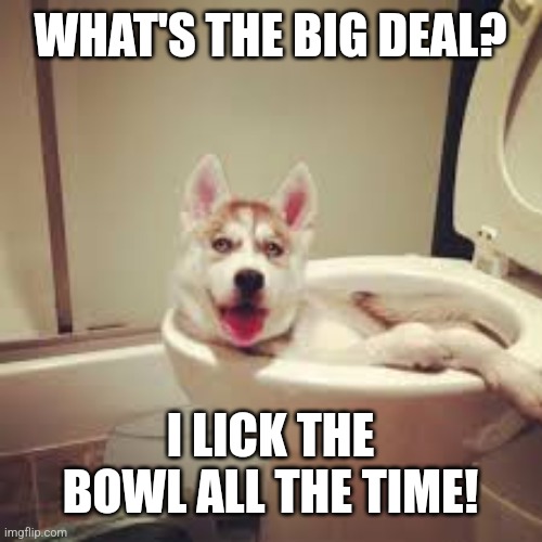 Dog in toilet | WHAT'S THE BIG DEAL? I LICK THE BOWL ALL THE TIME! | image tagged in dog in toilet | made w/ Imgflip meme maker