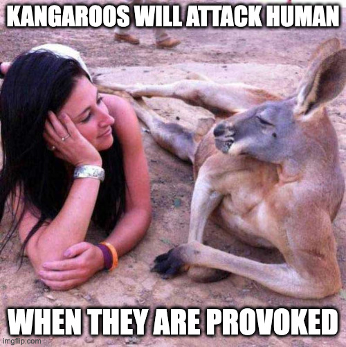 Human Next to Kangaroo | KANGAROOS WILL ATTACK HUMAN; WHEN THEY ARE PROVOKED | image tagged in kangaroo,memes | made w/ Imgflip meme maker