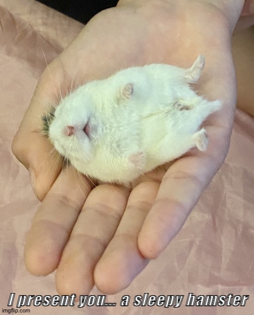 Sleepy Hammy | I present you... a sleepy hamster | image tagged in sleepy hammy | made w/ Imgflip meme maker