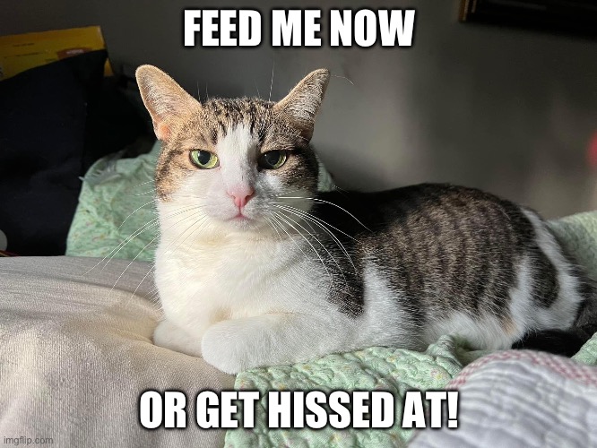 Feed Me Now! | FEED ME NOW; OR GET HISSED AT! | image tagged in cat demanding | made w/ Imgflip meme maker