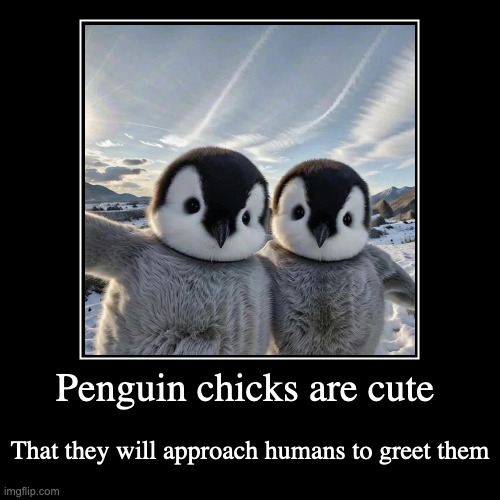Selfie of Penguin Chicks | Penguin chicks are cute | That they will approach humans to greet them | image tagged in funny,demotivationals,penguin | made w/ Imgflip demotivational maker