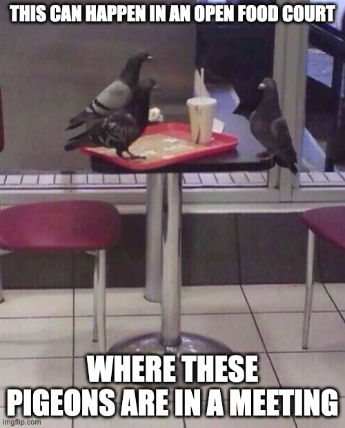 Pigeons on a Food Court Table | THIS CAN HAPPEN IN AN OPEN FOOD COURT; WHERE THESE PIGEONS ARE IN A MEETING | image tagged in pigeons,memes | made w/ Imgflip meme maker