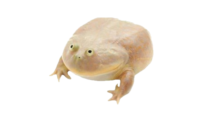 Wednesday Frog Blank Meme Template