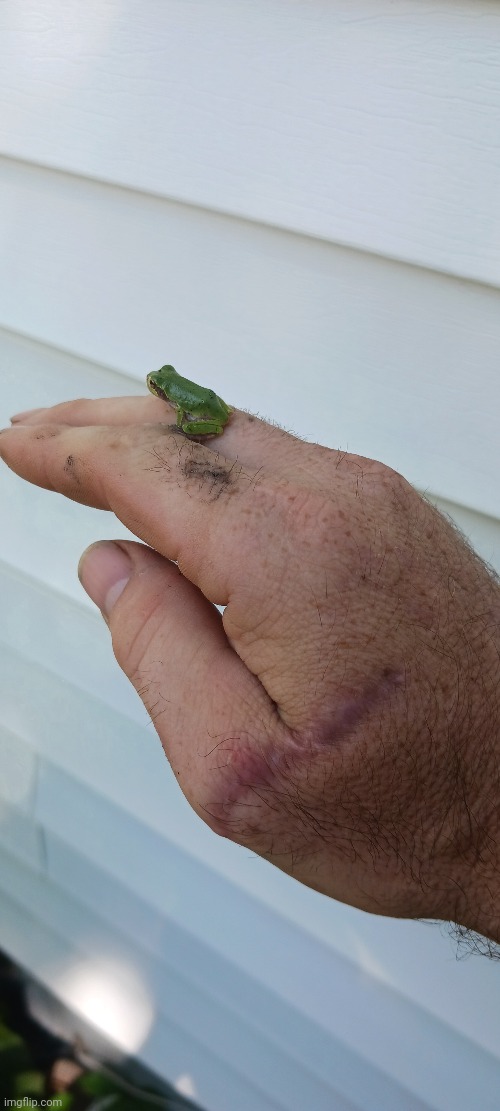 FOUND A BABY TREE FROG IN MY GARDEN | image tagged in frog | made w/ Imgflip meme maker