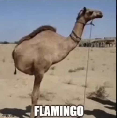 Flamingo | made w/ Imgflip meme maker