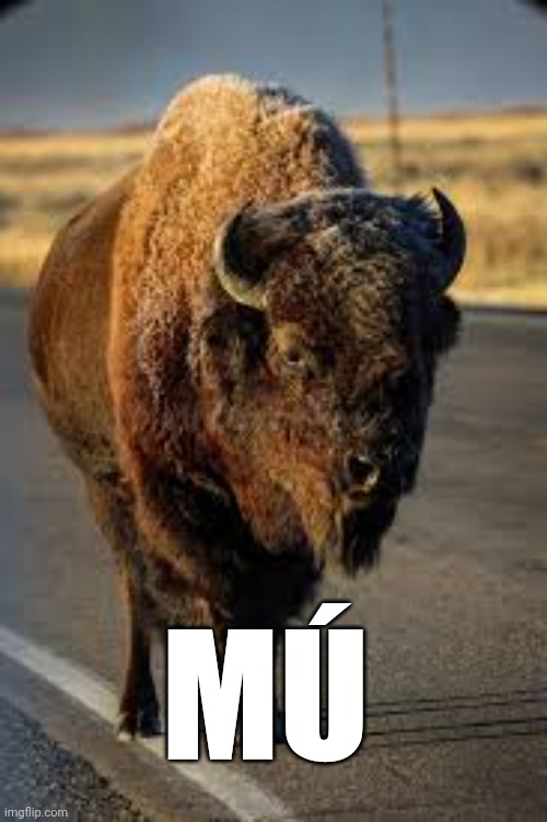 booji cow | MÚ | image tagged in buffalo | made w/ Imgflip meme maker